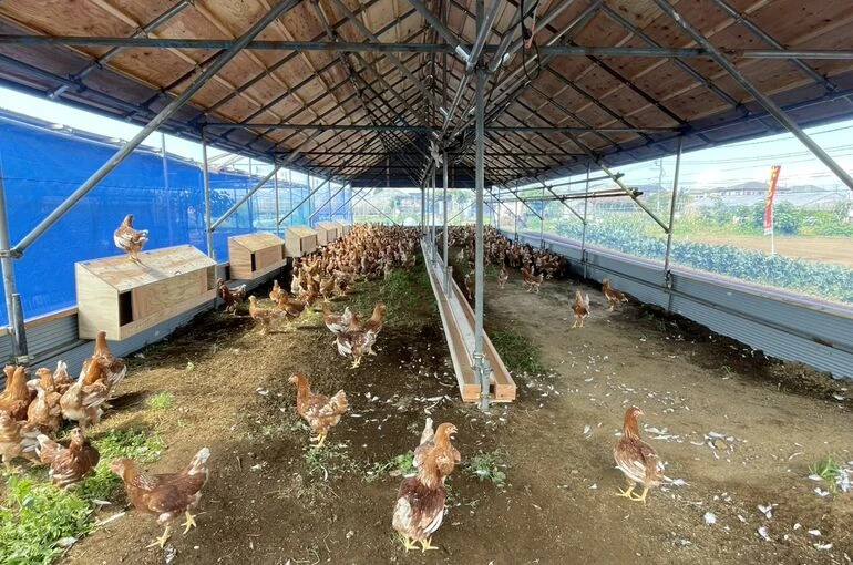    鶏舎新築工事　お引渡し完了しました   