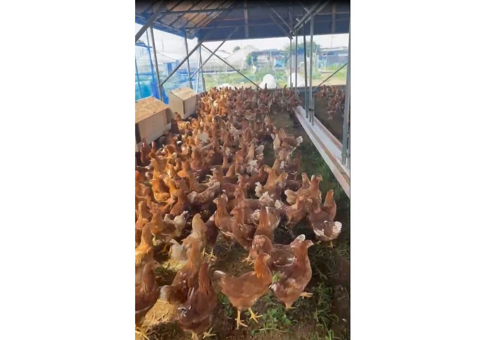 chicken_photo