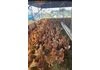 chicken_photo